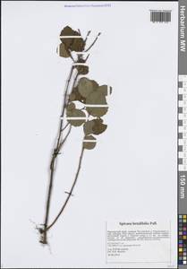 Spiraea betulifolia Pall., Siberia, Russian Far East (S6) (Russia)