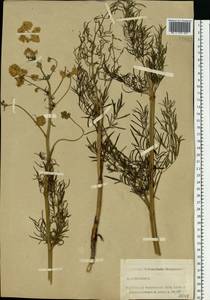 Thalictrum lucidum L., Eastern Europe, North-Western region (E2) (Russia)