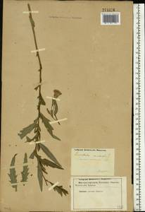 Cirsium arvense (L.) Scop., Eastern Europe, Lower Volga region (E9) (Russia)