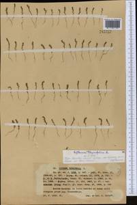 Lythrum thymifolia L., Middle Asia, Western Tian Shan & Karatau (M3) (Kazakhstan)