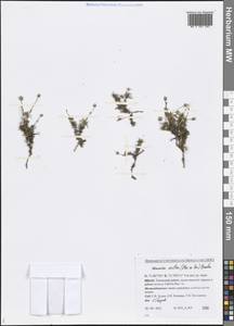Cherleria arctica (Steven ex Ser.) A. J. Moore & Dillenb., Siberia, Western Siberia (S1) (Russia)