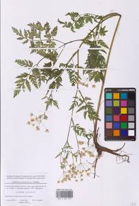 Anthriscus sylvestris (L.) Hoffm., Eastern Europe, Moscow region (E4a) (Russia)