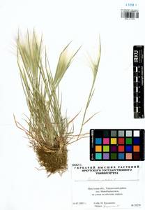 Hordeum jubatum L., Siberia, Baikal & Transbaikal region (S4) (Russia)