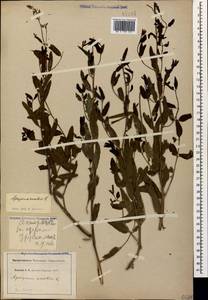 Poacynum sarmatiense (Woodson) Mavrodiev, Laktionov & Yu. E. Alexeev, Caucasus, Dagestan (K2) (Russia)