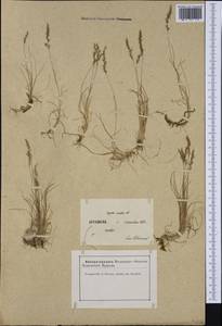 Agrostis rupestris All., Western Europe (EUR) (France)