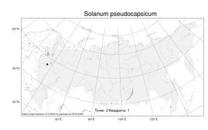 Solanum pseudocapsicum L., Atlas of the Russian Flora (FLORUS) (Russia)