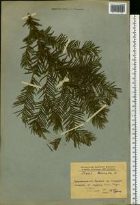 Taxus baccata L., Eastern Europe, West Ukrainian region (E13) (Ukraine)