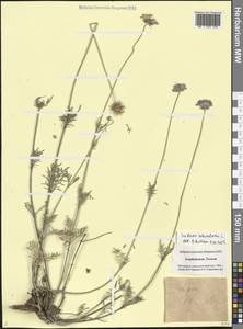 Scabiosa columbaria L., Caucasus, Azerbaijan (K6) (Azerbaijan)