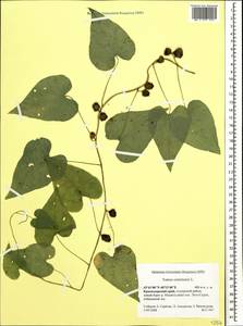 Dioscorea communis (L.) Caddick & Wilkin, Caucasus, Krasnodar Krai & Adygea (K1a) (Russia)