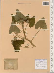 Ecballium elaterium, Caucasus, Krasnodar Krai & Adygea (K1a) (Russia)