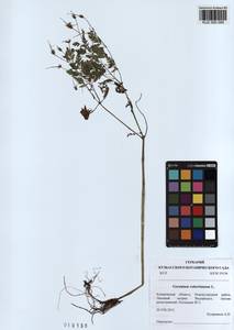 KUZ 000 095, Geranium robertianum L., Siberia, Altai & Sayany Mountains (S2) (Russia)