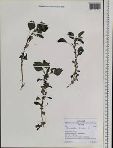 Amaranthus blitum L., Siberia, Altai & Sayany Mountains (S2) (Russia)