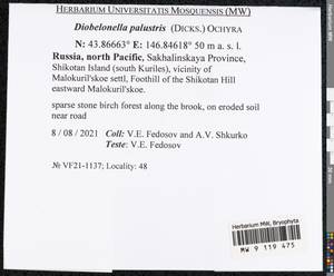 Diobelonella palustris (Dicks.) Ochyra, Bryophytes, Bryophytes - Russian Far East (excl. Chukotka & Kamchatka) (B20) (Russia)