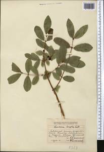 Lonicera hispida Pall. ex Roem. & Schult., Middle Asia, Dzungarian Alatau & Tarbagatai (M5) (Kazakhstan)