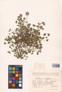 Trifolium fragiferum L., Eastern Europe, Central forest-and-steppe region (E6) (Russia)