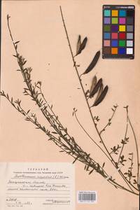 Cytisus scoparius (L.) Link, Eastern Europe, West Ukrainian region (E13) (Ukraine)