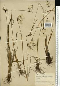 Eriophorum latifolium Hoppe, Eastern Europe, North-Western region (E2) (Russia)