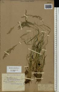 Agrostis stolonifera L., Eastern Europe, South Ukrainian region (E12) (Ukraine)