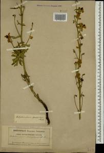 Delphinium speciosum M. Bieb., Caucasus, Dagestan (K2) (Russia)