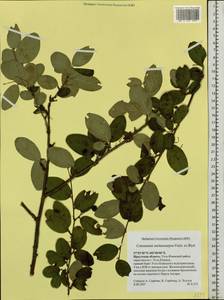 Cotoneaster melanocarpus G. Lodd., Siberia, Baikal & Transbaikal region (S4) (Russia)