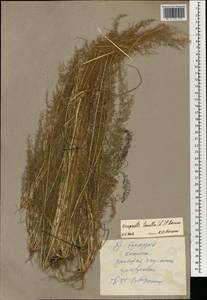 Eragrostis amabilis (L.) Wight & Arn., South Asia, South Asia (Asia outside ex-Soviet states and Mongolia) (ASIA) (China)