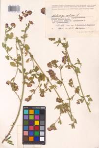 Medicago sativa L., Eastern Europe, Lower Volga region (E9) (Russia)