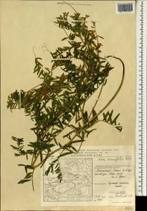 Vicia tenuifolia Roth, South Asia, South Asia (Asia outside ex-Soviet states and Mongolia) (ASIA) (China)