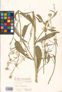 Brassica elongata subsp. integrifolia (Boiss.) Breistr., Eastern Europe, Moscow region (E4a) (Russia)