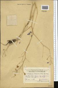 Delphinium longipedunculatum Regel & Schmalh., Middle Asia, Western Tian Shan & Karatau (M3) (Kazakhstan)