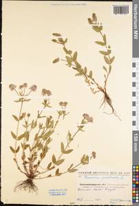 Veronica prostrata L., Eastern Europe, North Ukrainian region (E11) (Ukraine)