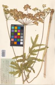 Heracleum sphondylium subsp. sibiricum (L.) Simonk., Eastern Europe, Moscow region (E4a) (Russia)