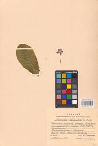 Primula vulgaris subsp. rubra (Sm.) Arcang., Caucasus, Abkhazia (K4a) (Abkhazia)