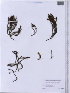 Cassiope tetragona (L.) D. Don, Western Europe (EUR) (Svalbard and Jan Mayen)