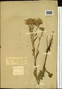 Saussurea amara (L.) DC., Siberia, Baikal & Transbaikal region (S4) (Russia)