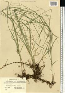Carex brizoides L., Eastern Europe, Belarus (E3a) (Belarus)