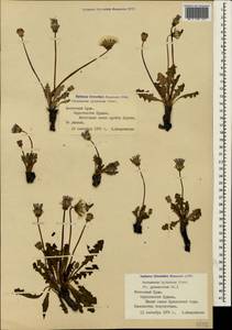 Taraxacum hybernum Stev., Crimea (KRYM) (Russia)