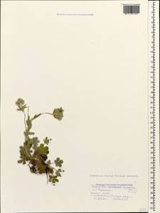 Potentilla taurica Willd. ex Schltdl., Caucasus, Black Sea Shore (from Novorossiysk to Adler) (K3) (Russia)