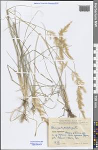 Calamagrostis pseudophragmites (Haller f.) Koeler, South Asia, South Asia (Asia outside ex-Soviet states and Mongolia) (ASIA) (China)