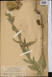 Carduus nutans L., Middle Asia, Western Tian Shan & Karatau (M3) (Kazakhstan)