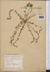Andrachne telephioides L., Middle Asia, Syr-Darian deserts & Kyzylkum (M7) (Tajikistan)
