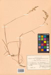 Poa macrocalyx Trautv. & C.A.Mey., Siberia, Russian Far East (S6) (Russia)