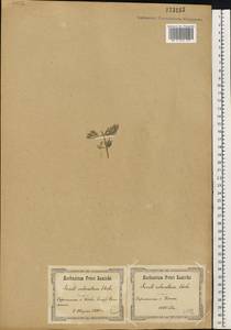 Seseli annuum L., Eastern Europe, North Ukrainian region (E11) (Ukraine)