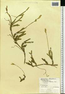 Lycopodium clavatum L., Eastern Europe, West Ukrainian region (E13) (Ukraine)