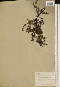 Kalmia procumbens (L.) Gift, Kron & P. F. Stevens, Eastern Europe, Northern region (E1) (Russia)