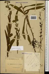 Cynoglossum officinale L., Caucasus, Black Sea Shore (from Novorossiysk to Adler) (K3) (Russia)