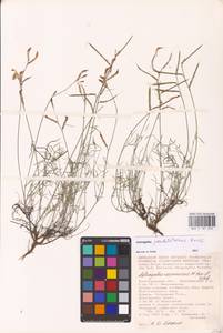 Astragalus pseudotataricus Boriss., Eastern Europe, Lower Volga region (E9) (Russia)