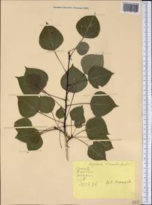 Populus tremuloides Michx., America (AMER) (United States)