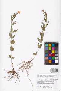 Vinca herbacea Waldst. & Kit., Eastern Europe, South Ukrainian region (E12) (Ukraine)