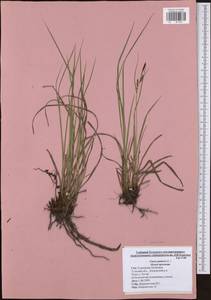 Carex panicea L., Eastern Europe, Central region (E4) (Russia)