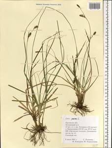 Carex panicea L., Eastern Europe, Central forest-and-steppe region (E6) (Russia)